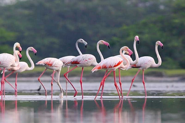 Bundala National Park (2)